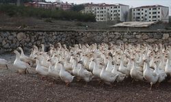 Marketini satarak hayvancılığa başladı: 3 bin kanatlıyla hedefe ulaştı