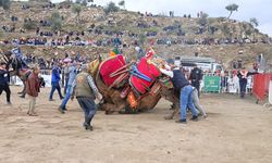 Koçarlı'da Deve Güreşi Festivali gerçekleşti