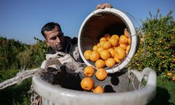 Üreticinin yüzü güldü: Tezgaha koyulmadan satıldı