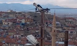 Mahsur kalan kedi, başarılı bir operasyonla kurtarıldı