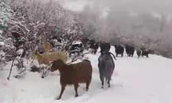 Tokatlı çoban, karla kaplı yaylada şarkılar söyleyerek zorlukları aşıyor