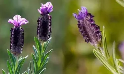 İbn-i Sina’nın sırrı, Osmanlı’nın şifa kalkanı | Bu çayı içen üç ay hastalanmıyor