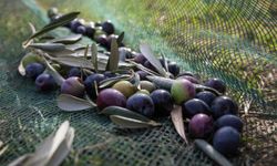 Zeytin fidanı desteği başvuru süresi uzatıldı