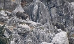 Antalya’da kış uykusuna yatmayan ayılar kamerada!