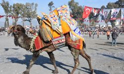 Aydın'da 180 deve güreş arenasında mücadele etti! Festivalde kaçan develer seyircileri korkuttu