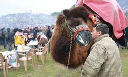 Efsane güreş başlıyor: 43. Efes Selçuk Deve Güreşleri Festivali!