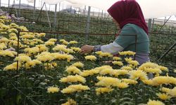 100 serada gerbera, cipso, glory ve kasımpatı gibi popüler çiçek türleri üretiliyor