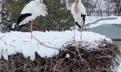 Leylekler, köyü mesken tuttular! göç etmekten vezgeçtiler!