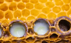 Bağışıklığınızı güçlendiren doğal destek: Propolis ve arı sütü!