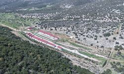 Belediye sahip çıktı! Menderes’teki hayvan barınağı yeniden açılıyor