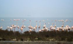 İzmir'de flamingo adası yavrularla doldu: 18 bin yavru flamingo ilk uçuşuna hazırlanıyor