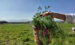 İzmir'de toplantı ve gösteri yürüyüşleri yasaklandı, Urla Ot Bayramı ertelendi
