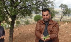 Zararla geçen yılın ardından Gercüş’te çiftçiler badem hasadına umutla bakıyor