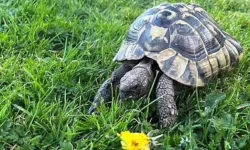 9 aydır kayıptı! Kaybolan kaplumbağa Leonardo, 12 dakika uzaklıkta bulundu!