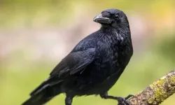 Bilim dünyası açıkladı! Kargaların zeka seviyelerinin beklenenden daha yüksek!