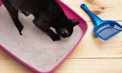 Kedi tuvaletinin kokmasını önlemenin basit yolunu veterinerler açıkladı!