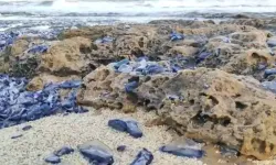 Gran Canaria Sahili mor ve maviye büründü! On binlerce denizanası kıyıya vurdu