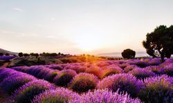 Kokuların peşinde: Aromatik bitkiler ile turizmde yeni rotalar