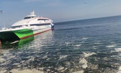Mudanya kıyılarında müsilaj alarmı