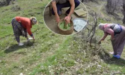 Ne altın ne gümüş! Bu otun kilosu 10 bin lira