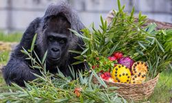 Berlin Hayvanat Bahçesi'nde Fatou'nun 68. doğum günü coşkuylakutlandı