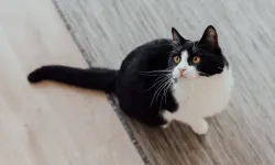 Uzmanlar açıkladı! Kediniz kapıya takılıyorsa sakın sinirlenmeyin, işte nedeni!