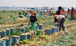 Soğan fiyatları düşüşe geçti: Tarlada 7-8 TL’ye geriledi