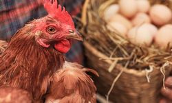 Tavuklara hormon veriliyor mu? Yumurta sarısı neden renk değiştiriyor? İşte bilimsel gerçekler