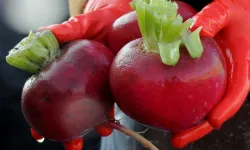 “Turpun Büyüğü Heybede” ne anlama geliyor? Gündelik hayatta hangi durumlarda kullanılır?
