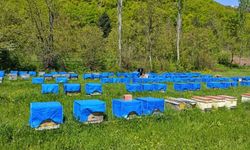 Zirai don Artvin'de arıcılığı vurdu: Bu sezon bal üretiminde yüzde 60'a varan kayıp bekleniyor