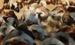 15 bin 900 TL ile hayat kurtarabilirsiniz: LÖSEV kurban bağışı başladı!
