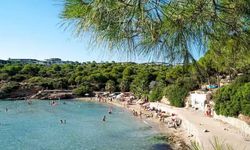 İzmir'de çam ormanları arasında gizlenen eşsiz plaj! Giden hayran kalıyor: Kum, deniz ve doğa bir arada!
