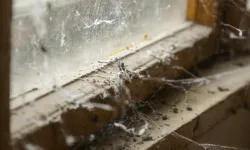 Evde örümcek ağı görmek ne anlama gelir? Örümcek ağı ve enerji dengesi hakkında bilmeniz gerekenler!