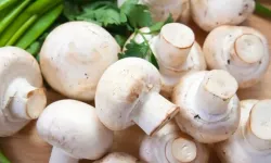 Bu mantarları sakın tüketmeyin! Marketten aldıysanız hemen iade edin!