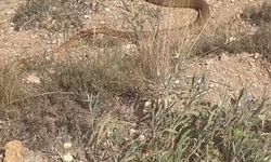 Sivas’ta dev yılan görüntülendi: bölge halkı şaşkın