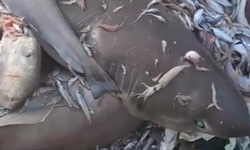 Akdeniz açıklarında 8 koruma altındaki köpekbalığı yakalandı