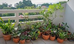 Balkon bitkisi sadece süs değil: Bağışıklık sisteminizi güçlendiren doğal çözüm