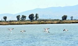 Kuş Cenneti'nde 13 bin yavru flamingo doğdu: Göç için gün sayıyorlar