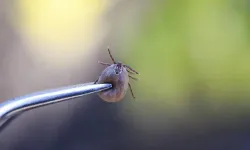 Kene vakalarında doğru müdahale hayat kurtarıyor