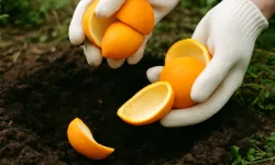 Portakal kabuklarını çöpe atmayın! Bahçenize gömün, farkı görün