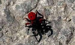 Dikkat! Bu böcek uğur getirmiyor