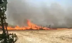 Silivri'de buğday tarlasında yangın: 30 dönüm alan zarar gördü