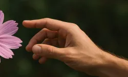 Bu bitkilere sakın dokunmayın! Cezası dudak uçuklatıyor! Almanya’da şok eden kural!