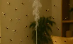 Kimyasal spreylere veda! Limonella bitkisi ile evinizde ferahlık! Limonella bakımı nasıl yapılır?
