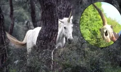 Kral Arthur'un Şatosu yakınlarında tek boynuzlu at kafatası şaşkınlığı!