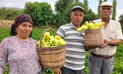 Sosyal medyada viral olmuştu! O ürünün hasadı başladı!
