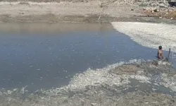Doğada sessizlik: Balık ölümlerinin şok edici sebebi