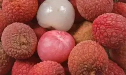 Yedikçe güzelleştiriyor, tadıyla şifa veriyor! Kral meyvesi Türkiye’de sadece Mersin’de yetişiyor
