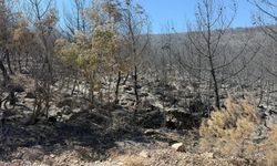 Soma'daki orman yangınına müdahale devam ediyor