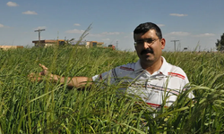 Tek ekimle 10 yıl verim veren alternatif yem bitkisi çiftçilerin dikkatini çekiyor